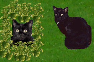 My parents' cats Abby and Aries