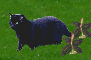 Laurel's cat Bright Eyes