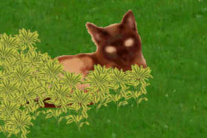 My aunt Margaret and cousin Nick's champagne Burmese Chammy