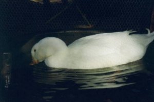 Barbara's duck Daffodil