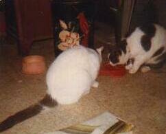 Fluffy and Schatzi eating
