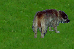 My family's Border Terrier Fresh