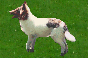 Laurel's Sheltie Joey