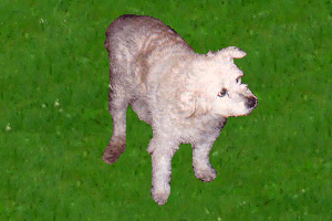 Christine's dog Sandy