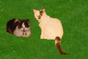 My cats Schatzi and Fluffy (mother and daughter)