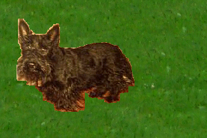 My Scottish Terrier Silky