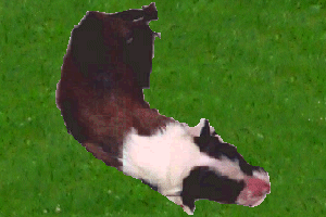 Laurel's Sheltie puppy Soldier