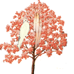 My cockatiel Star and my parakeet Buttercup