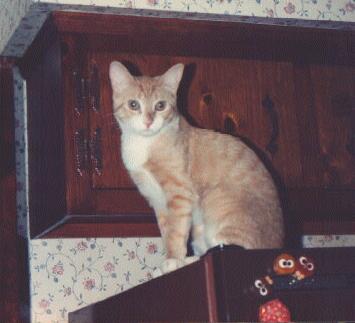 Sunshine on top of the refrigerator