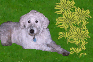 My parents' dog Sweetie