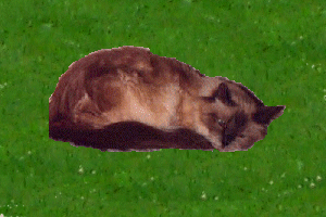 My blue point Birman Velvet